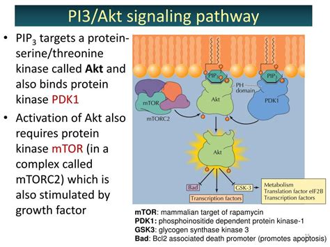Image result for PIP2 Signaling Pathway
