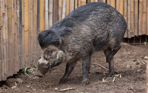 Visayan warty pig. One of the most endangered pigs in the world ...