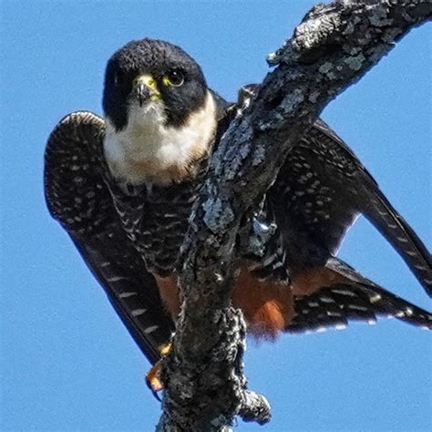 Falcon Birds Of Prey Texas
