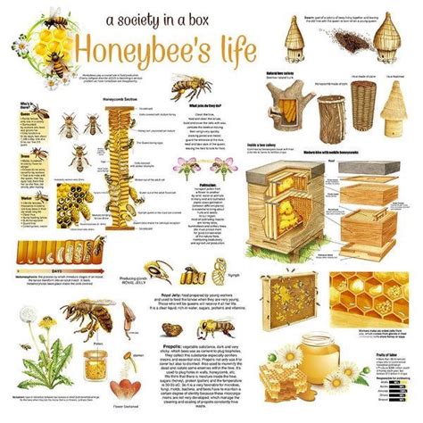 Pin de ~ c a r m e l l a ~ en ~ FREE TO B E E ~ | Salvemos a las abejas ...