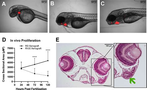 Image result for Zebrafish Embryo Development Heart