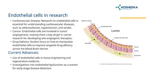 Epithelial Vs Endothelial