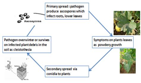 Cercospora leaf spot: Cercospora leaf spot C. citrullina , C. melonis ...