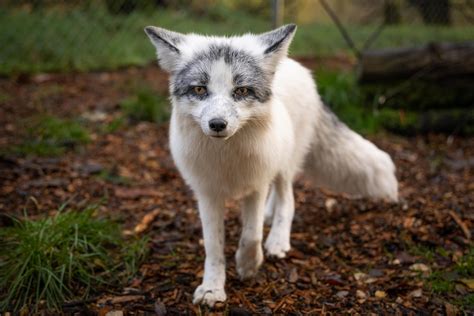 Silver Foxes Mala and Skadi - TIERART Wild Animal Sanctuary - a FOUR ...