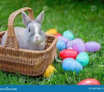 Image result for Spring Easter Bunny