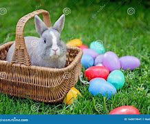 Image result for Pictures of Cute Easter Bunnies