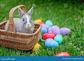 Image result for Bunny Rabbit with Easter Eggs