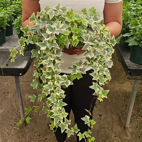 White Variegated English Ivy Live Plant | 2 Plants Required per Order ...