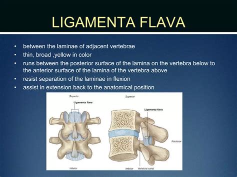 clinical Spine anatomy | PPTX
