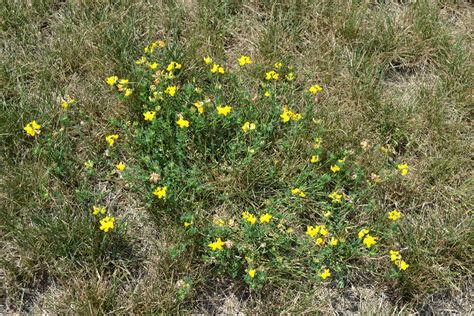 Yellow Flowers Growing In Grass at Harrison Humphery blog