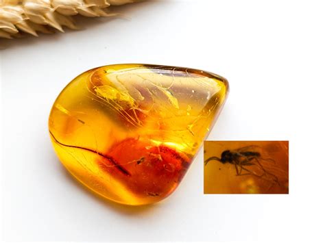 Prehistoric Insects In Amber