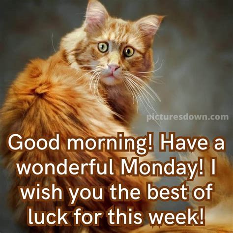 Good morning monday picture big cat download free