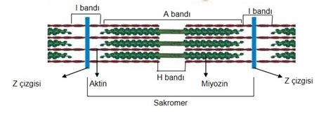 Kas Sistemi Nedir - Kas Sisteminin Yapısı ve Görevleri
