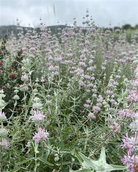 Plant FAQs: Purple Sage - Salvia Leucophylla