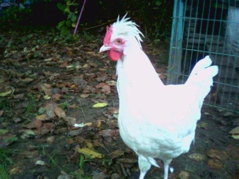 Hobbyzucht Kleinanzeigen | Hobbyzucht Anzeigenmarkt | Hobbyzucht ...