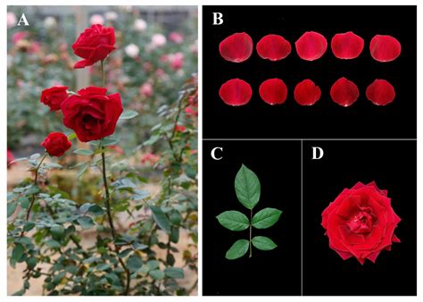 Loss of Rose Fragrance under Chilling Stress Is Associated with Changes ...