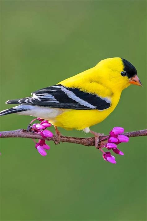 Yellow warbler vs goldfinch how to tell the difference – Artofit