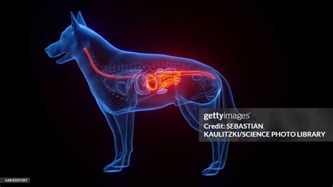 The Steps of a Dogs Digestive System 的图像结果