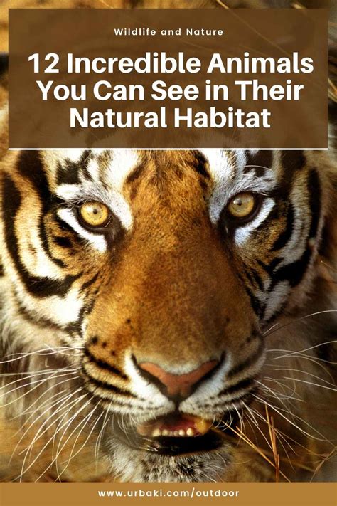 Nature Animals 的图像结果