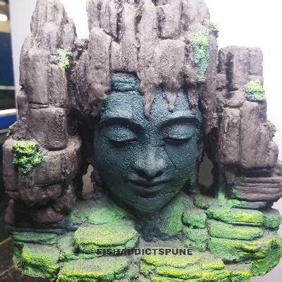 Fish Addicts Aquarium Store, Pune - Order Online