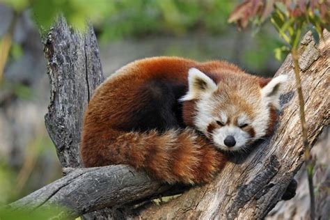 Image result for Pandas NumPy Matplotlib Seaborn Banners