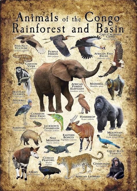 Mbuti Forest Dwellers: Life Amidst the Congo Rainforest