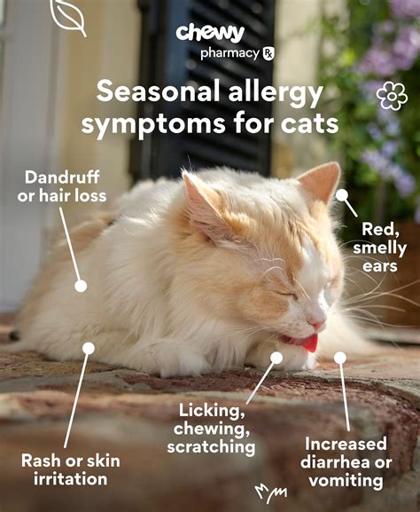 Cat Allergies Symptoms
