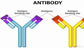 antibodies 的图像结果