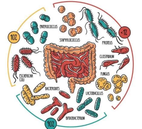人体胃部生理结构图-生理结构图,_医学图库