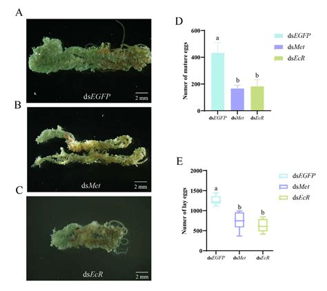 Juvenile Hormone and Ecdysteroids Facilitate the Adult Reproduction ...