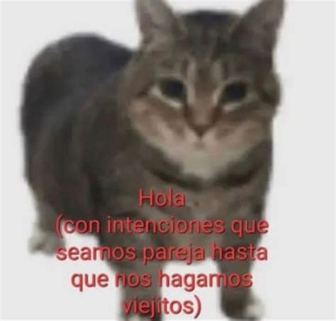 Pin de StelaJoc🤍🦕 en Frases memes en 2025 | Humor de la vida, Frases de dichos, Imágenes divertidas