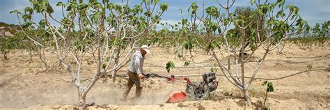 Fig Trees Role in Climate Adaption | AramcoWorld