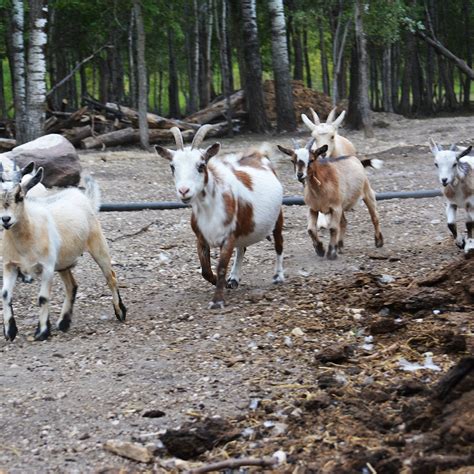 THE 10 ACRE WOODS (2025) All You Need to Know BEFORE You Go (with ...