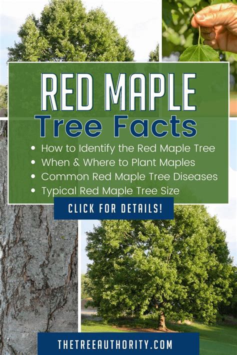 Image result for Red Maple Tree Identification