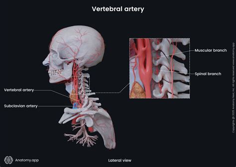 Vertebral artery | Anatomy.app