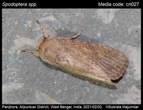 Spodoptera spp. Guenée‎, 1852‎ - | Moths
