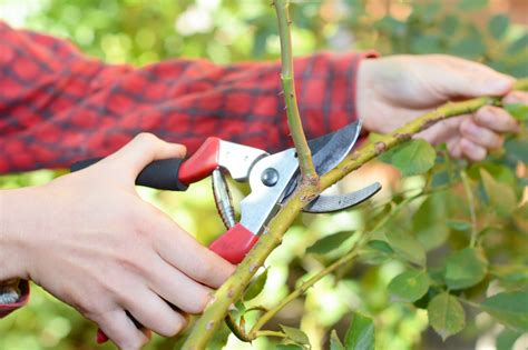 Woody Landscape Plants: Pruning - Alabama Cooperative Extension System