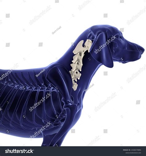 Atlas Vertebra Dog