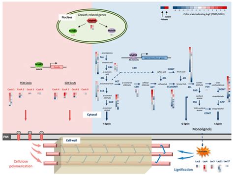 Tissue-Specific Transcriptomes in the Secondary Cell Wall Provide an ...