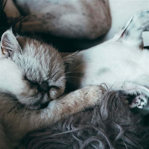 Sassy Dog Breeds: Traits & Care Tips From Experts - Parade Pets