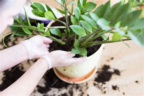Ręce mężczyzny przesadzające Zamioculcas kwitną w pomieszczeniach ...