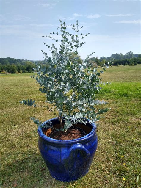 Can You Grow Eucalyptus In A Pot