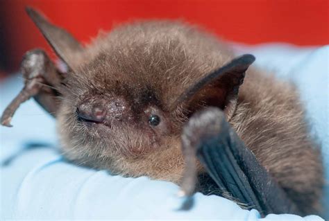 White-nose syndrome discovered in Colorado - The Wildlife Society