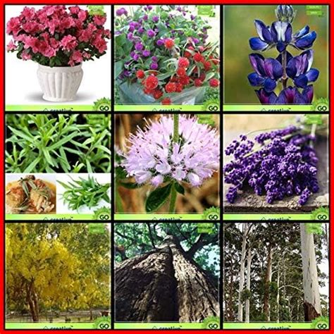 Creative Farmer Gardening Plant Seeds Combo Flower Seeds and Tree Seeds ...