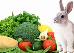 Image result for Bunny Diet