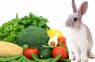 Image result for Rabbit Veggies