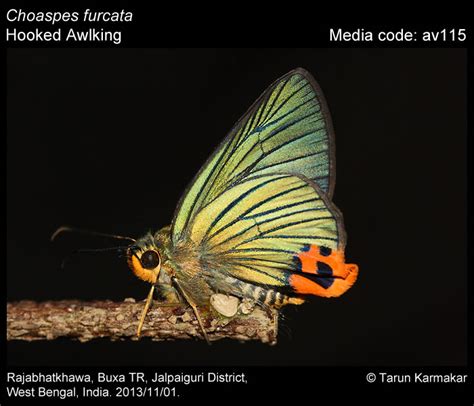 Choaspes furcata Evans, 1932 - Hooked Awlking | Butterfly