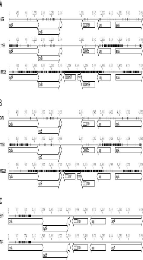 Image result for Conserved Sequence