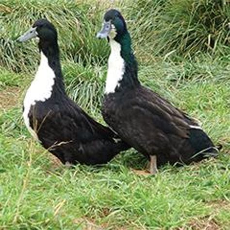 Black Swedish Ducklings | Strombergs Chicks & Game Birds