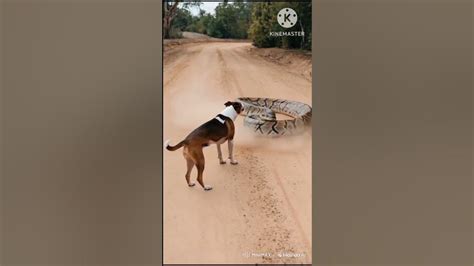Image result for Dog vs Python